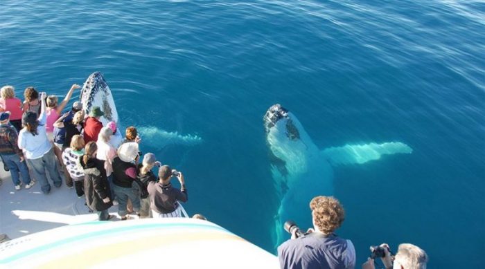 Сезон горбатых китов в Доминикане начнется в скором времени